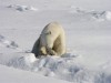 14 Polar bear cleaning.JPG